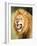 Roaring Lion, Masai Mara, Kenya, East Africa, Africa-Karen Deakin-Framed Photographic Print