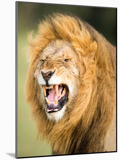 Roaring Lion, Masai Mara, Kenya, East Africa, Africa-Karen Deakin-Mounted Photographic Print