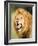 Roaring Lion, Masai Mara, Kenya, East Africa, Africa-Karen Deakin-Framed Photographic Print