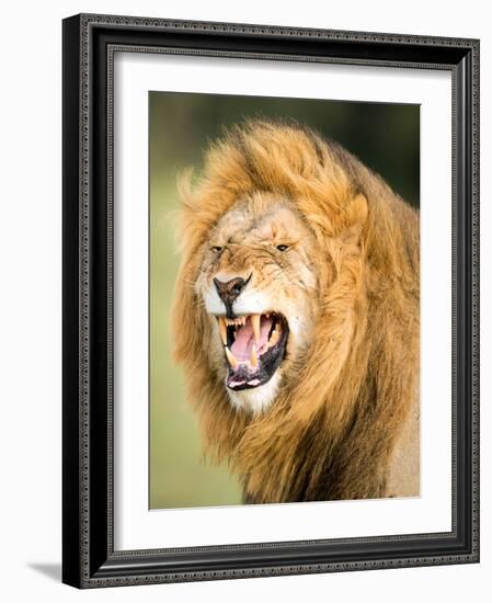 Roaring Lion, Masai Mara, Kenya, East Africa, Africa-Karen Deakin-Framed Photographic Print