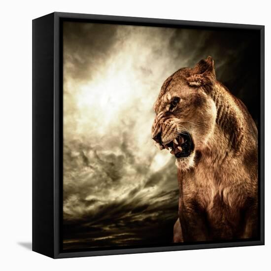 Roaring Lioness Against Stormy Sky-NejroN Photo-Framed Premier Image Canvas