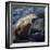 Roaring sea lion on the rocks off the Pacific Ocean-Sheila Haddad-Framed Photographic Print