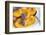 Roasted Apricots with Lavender, Detail-C. Nidhoff-Lang-Framed Photographic Print