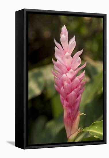 Roatan Butterfly Garden, Pink Cone Ginger, Hawaiian Ginger, Honduras-Jim Engelbrecht-Framed Premier Image Canvas