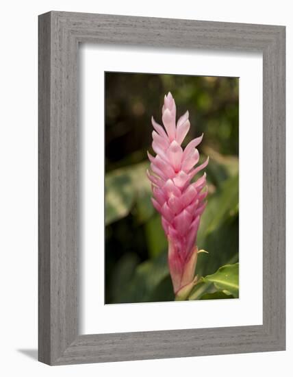 Roatan Butterfly Garden, Pink Cone Ginger, Hawaiian Ginger, Honduras-Jim Engelbrecht-Framed Photographic Print