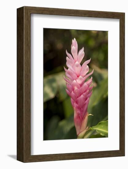 Roatan Butterfly Garden, Pink Cone Ginger, Hawaiian Ginger, Honduras-Jim Engelbrecht-Framed Photographic Print