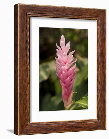 Roatan Butterfly Garden, Pink Cone Ginger, Hawaiian Ginger, Honduras-Jim Engelbrecht-Framed Photographic Print