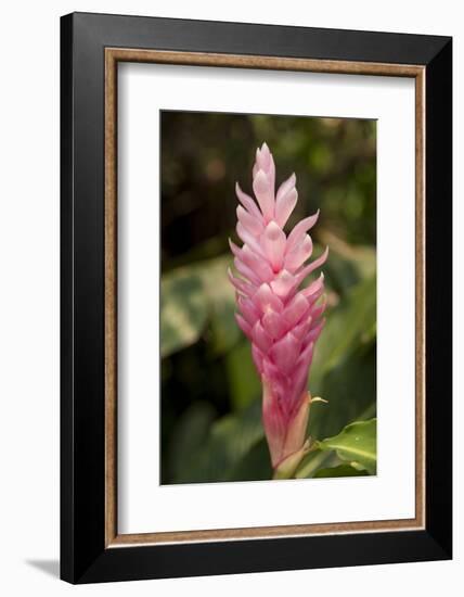 Roatan Butterfly Garden, Pink Cone Ginger, Hawaiian Ginger, Honduras-Jim Engelbrecht-Framed Photographic Print