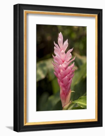 Roatan Butterfly Garden, Pink Cone Ginger, Hawaiian Ginger, Honduras-Jim Engelbrecht-Framed Photographic Print