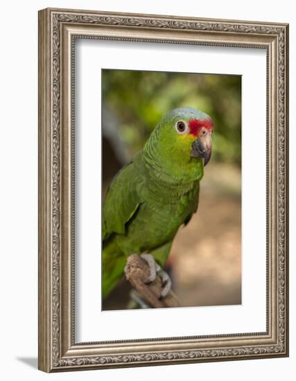 Roatan Butterfly Garden, Red Lored Parrot, Tropical Bird, Honduras-Jim Engelbrecht-Framed Photographic Print