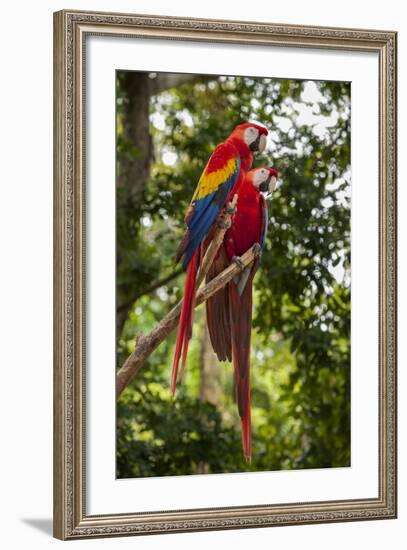 Roatan Butterfly Garden, Scarlet Macaw, Parrot, Tropical Bird, Honduras-Jim Engelbrecht-Framed Photographic Print