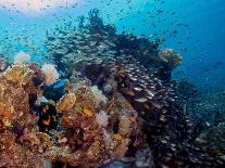 Pygmy Sweepers Aka Glassfish (Parapriacanthus Ransonneti) in the Red Sea, Egypt-Rob Atherton-Photographic Print