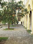 Orange Tree in Courtyard, Cordoba, Andalucia, Spain-Rob Cousins-Photographic Print