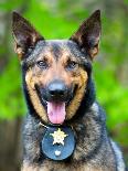 Portrait of Working Police Dog-Rob Hainer-Photographic Print