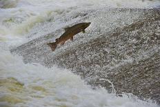 Atlantic Salmon (Salmo Salar) Leaping Up the Cauld at Philphaugh Centre Near Selkirk, Scotland, UK-Rob Jordan-Framed Premier Image Canvas