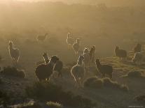 Stonehenge, Ancient Ruins, Wiltshire, England, UK, Europe-Rob Mcleod-Photographic Print