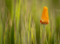 California Poppy in Grass, Paso Robles, California, Usa-Rob Sheppard-Photographic Print