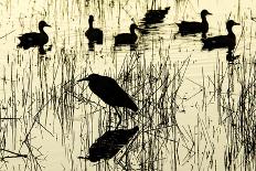 Heron and Ducks, Loxahatchee NWR, Everglades, Florida-Rob Sheppard-Photographic Print