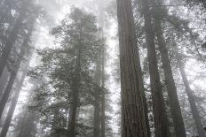 Roosevelt Grove, Humboldt Redwoods State Park, California-Rob Sheppard-Photographic Print