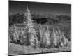 Premium Photographic Print