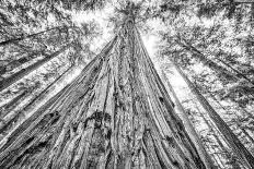 Lady Bird Johnson Grove, Prairie Creek Redwoods SP, California-Rob Sheppard-Photographic Print