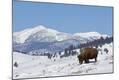 Premium Photographic Print