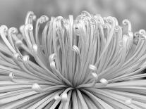 Queen Victoria's Agave, Sonora Desert Museum, Tucson, Arizona, USA-Rob Tilley-Photographic Print