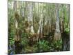 Premium Photographic Print
