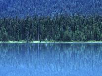 Aspen Grove, White River National Forest, Colorado, USA-Rob Tilley-Photographic Print
