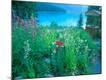 Photographic Print