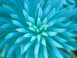 Euphorbia, Roche Harbor, Washington, USA by Rob Tilley