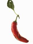 A Red Chilli Pepper with a Leaf-Robbert Koene-Framed Premier Image Canvas