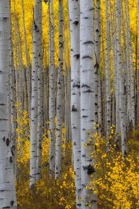 A Forest of Aspen Trees with Golden Yellow Leaves in Autumn by Robbie George