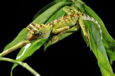 Borneo Forest Dragon Lizard-Robbie Shone-Photographic Print