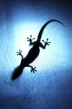 Silhouetted Gecko-Robbie Shone-Framed Photographic Print