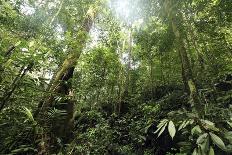 Tropical Rainforest, Borneo-Robbie Shone-Photographic Print