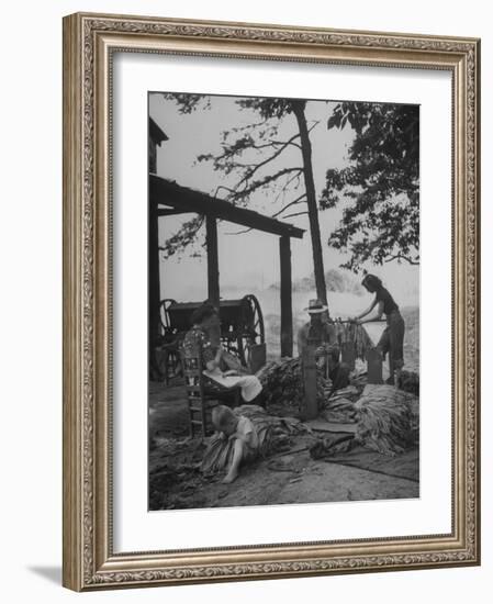 Robbins Family Tying Tobacco into Hands after it Has Been Cured-Bernard Hoffman-Framed Photographic Print