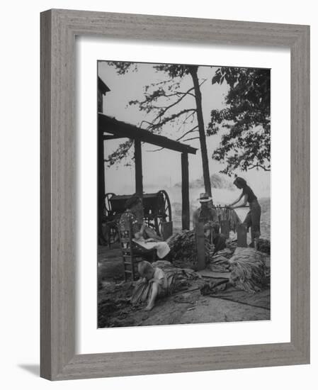 Robbins Family Tying Tobacco into Hands after it Has Been Cured-Bernard Hoffman-Framed Photographic Print