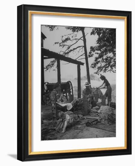 Robbins Family Tying Tobacco into Hands after it Has Been Cured-Bernard Hoffman-Framed Photographic Print