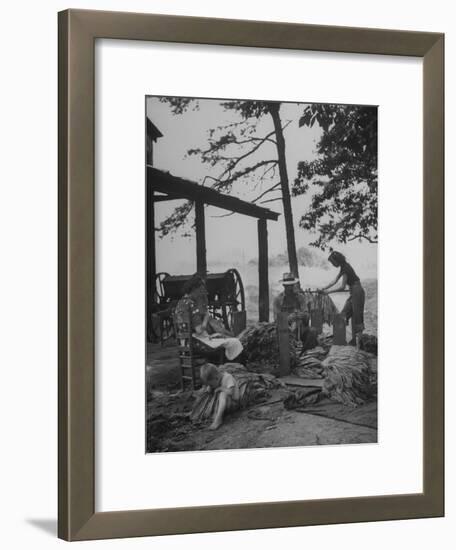 Robbins Family Tying Tobacco into Hands after it Has Been Cured-Bernard Hoffman-Framed Photographic Print