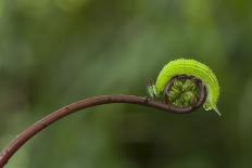 Ladybug on Rolled Plant with Colorful Background-Robby Fakhriannur-Photographic Print