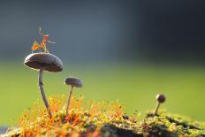 Mating Butterflies on Mushroom with Blue Background and Sunrays-Robby Fakhriannur-Photographic Print