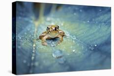 Mating Butterflies on Mushroom with Blue Background and Sunrays-Robby Fakhriannur-Photographic Print