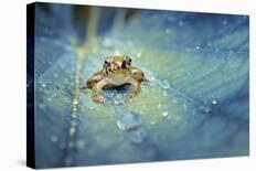 Ladybug on Rolled Plant with Colorful Background-Robby Fakhriannur-Photographic Print