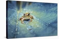 Mating Butterflies on Mushroom with Blue Background and Sunrays-Robby Fakhriannur-Photographic Print