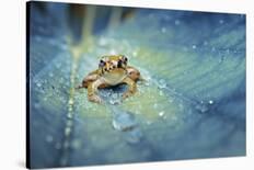 A Green Caterpillar Walked on a Fern Shoots with Green Background-Robby Fakhriannur-Photographic Print