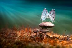 Mating Butterflies on Mushroom with Blue Background and Sunrays-Robby Fakhriannur-Photographic Print