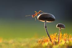 Mating Butterflies on Mushroom with Blue Background and Sunrays-Robby Fakhriannur-Photographic Print