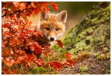 Fox-Robert Adamec-Premier Image Canvas