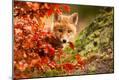Photographic Print